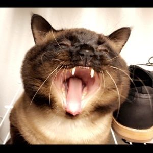 Meet your Posher, Andy